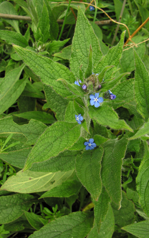 Pentaglottis sempervirens whole