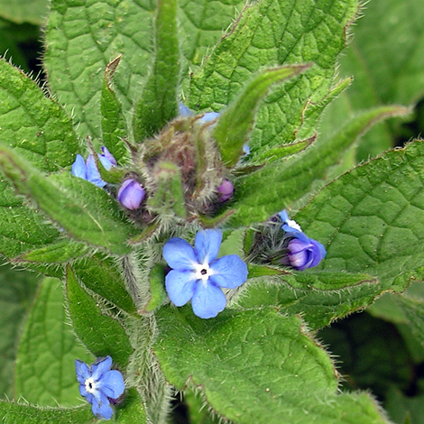 Pentaglottis sempervirens close