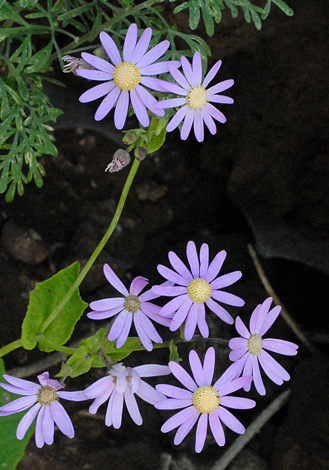 Pericallis tussilaginis close
