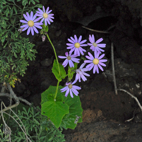 Pericallis tussilaginis whole