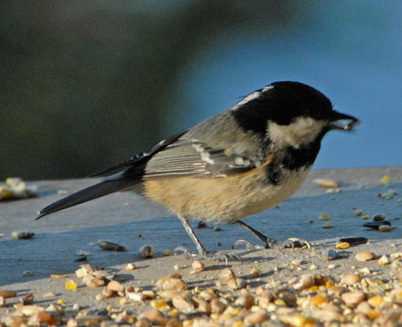 Periparus ater Coal Tit