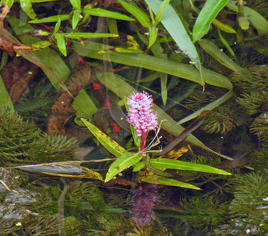 Persicaria amphibia