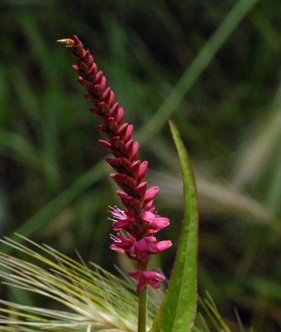 Persicaria amplexicaulis flower