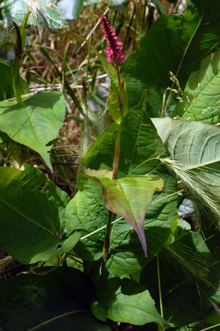 Persicaria amplexicaulis