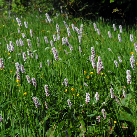 Persicaria bistorta whole