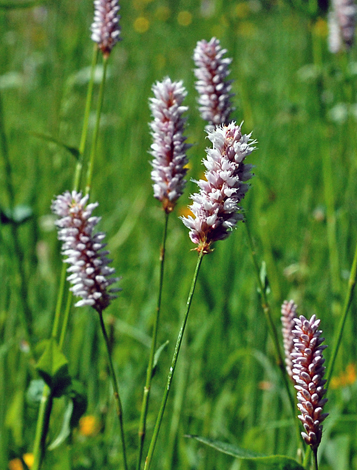 Persicaria bistorta whole