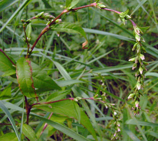 Persicaria hydropiper