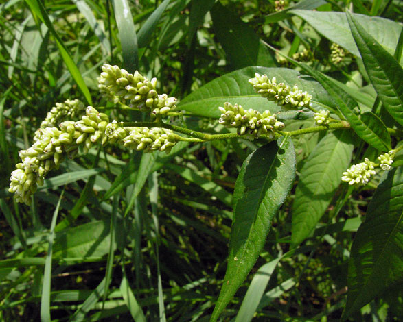 Persicaria lapathifolia