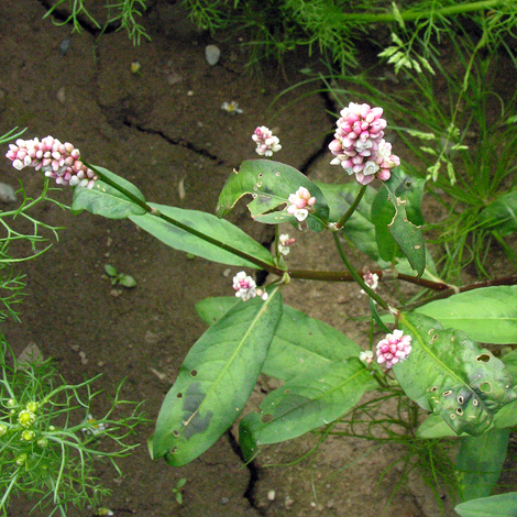 Perscaria maculosa whole