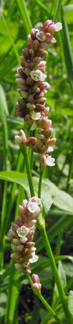 Perscaria maculosa close