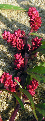 Perscaria maculosa red close