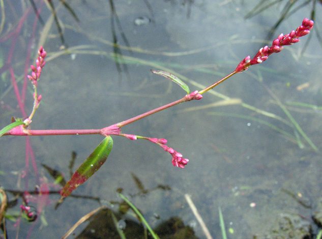 Persicaria minor close