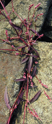 Persicaria minor whole