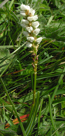 Persicaria vivipara whole