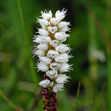 Persicaria vivipara close