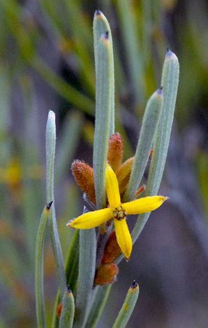 Persoonia quinquenervis close