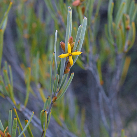 Persoonia quinquenervis whole