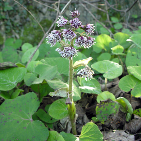 Petaistes fragrans whole