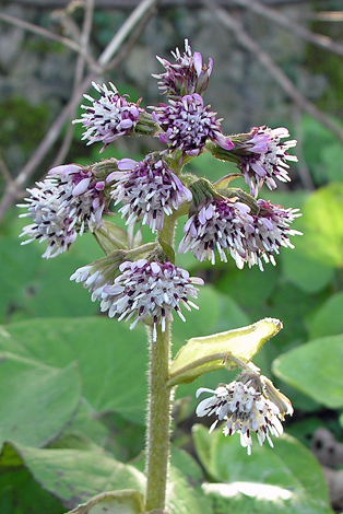 Petaistes fragrans close