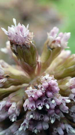 Petasites hybridus