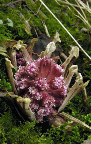 Petasites hybridus