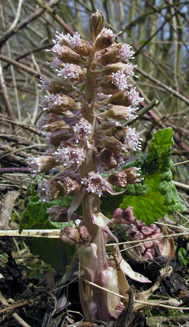 Petasites hybridus