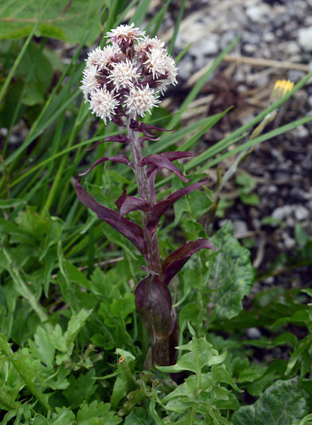 Petasites paradoxus close