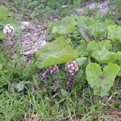 Petasites paradoxus whole