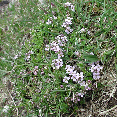 Petrocallis pyrenaica