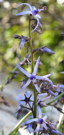 Petromarula pinnata close