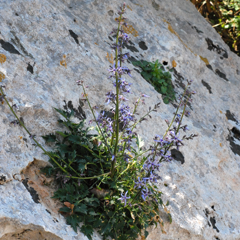 Petromarula pinnata whole