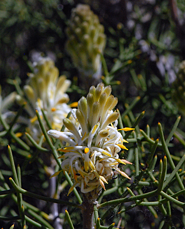 Petrophile conifera close