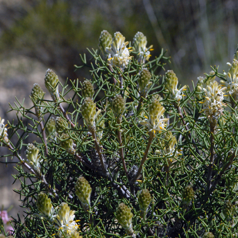 Petrophile conifera whole