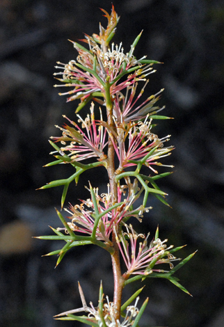 Petrophile divaricata close