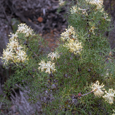 Petrophile divaricata whole