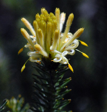 Petrophile ericifolia