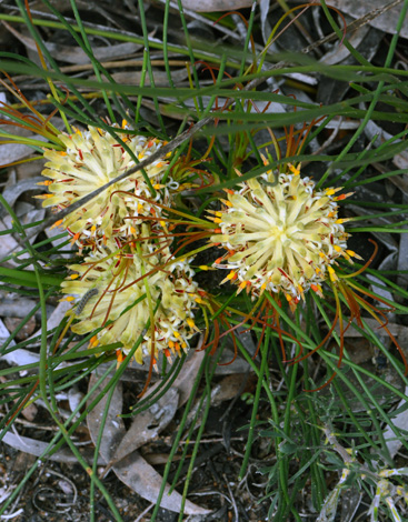 Petrophile filifolia close