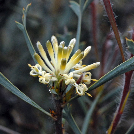 Petrophile glauca close