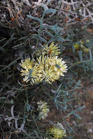 Petrophile glauca whole