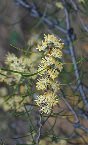 Petrophile heterophylla close