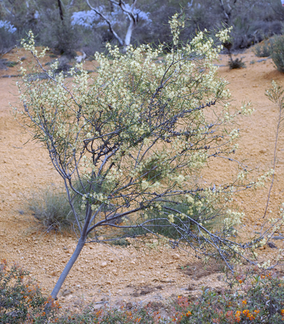 Petrophile heterophylla whole