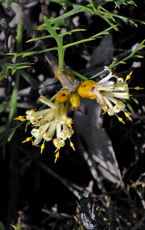 Petrophile striata close