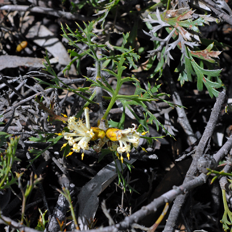 Petrophile striata whole