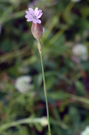 Petrorhagia dubia close