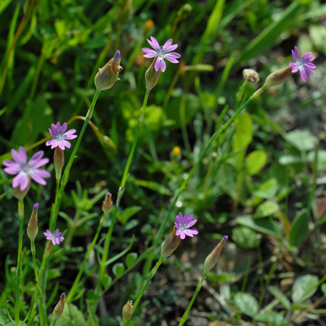 Petrorhagia dubia whole