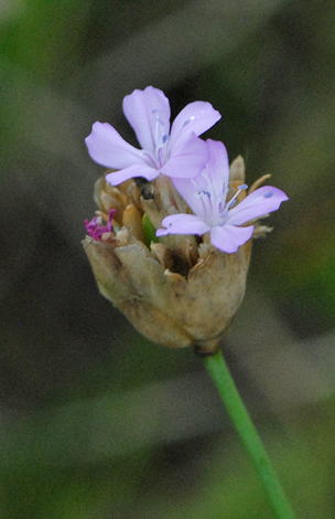 Petrorhagia prolifera close