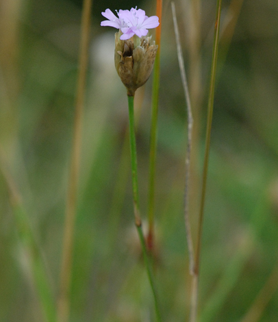 Petrorhagia prolifera whole