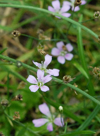 Petrorhagia saxifraga close