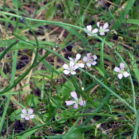 Petrorhagia saxifraga whole
