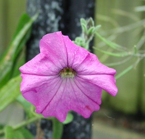 Petunia x hybrida